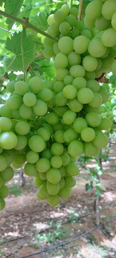 Product image - We are  alshams an import and export company that offer all kinds of agriculture crops. order now our fresh grapes with best quality                                                                                                                                                    
Cell(whats-app) 00201093042965
Tel: 0020402544299      
Email:Alshamsexporting@yahoo.com
